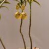 Gold Plated Statement Piece - Image 2