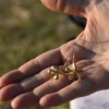 Gold Five Petalled Earings