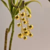 Lustrous Dazzling Danglers