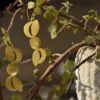 Gold Tonned Brass Earrings