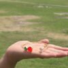 Pearl Stone Cuff Brass Bracelet- Red & Green - Image 2